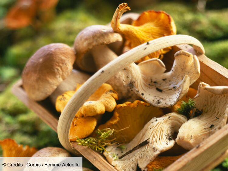 Cueillir Des Champignons Tous Nos Conseils Femme Actuelle Le Mag