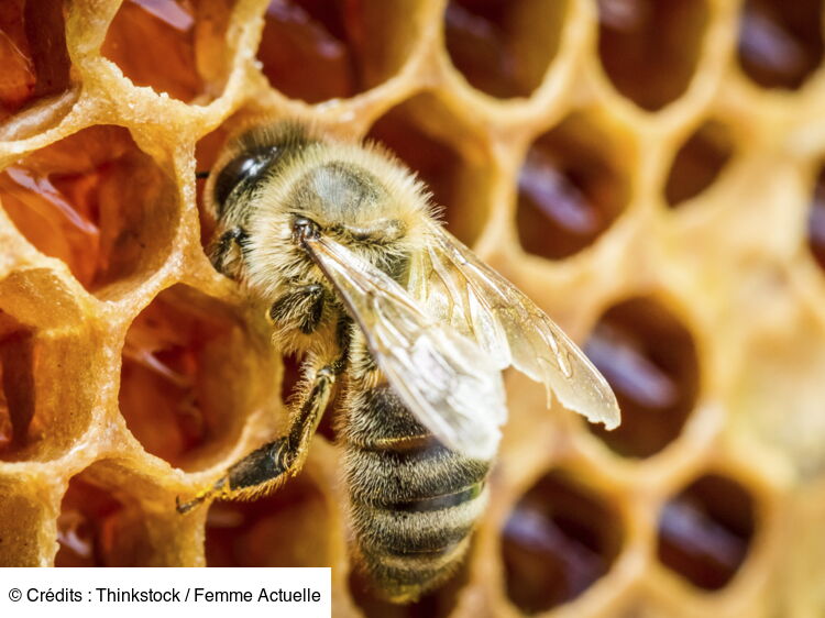 Une Ruche Dans Mon Jardin Le Cycle De Vie Des Abeilles Femme