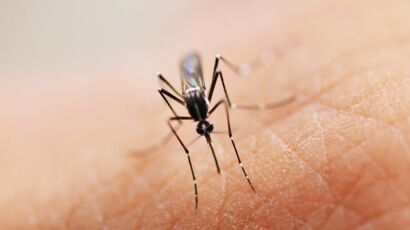 Millions De Moustiques L Ch S Dans La Nature Pour Radiquer Zika