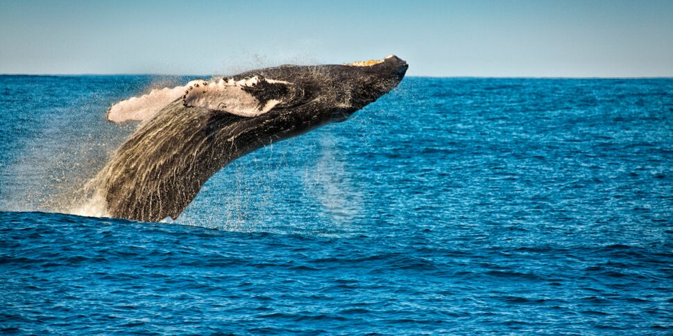 Tout Savoir Sur La Baleine Bosse Femme Actuelle Le Mag