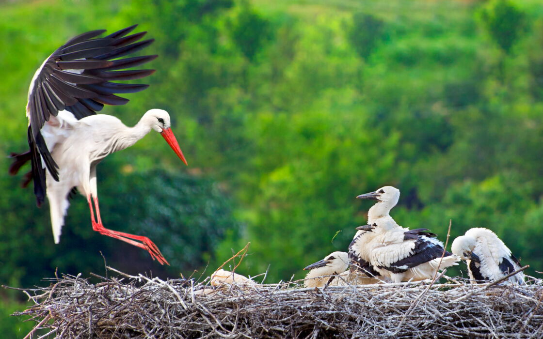 L Incroyable Voyage Des Oiseaux Migrateurs Femme Actuelle Le MAG