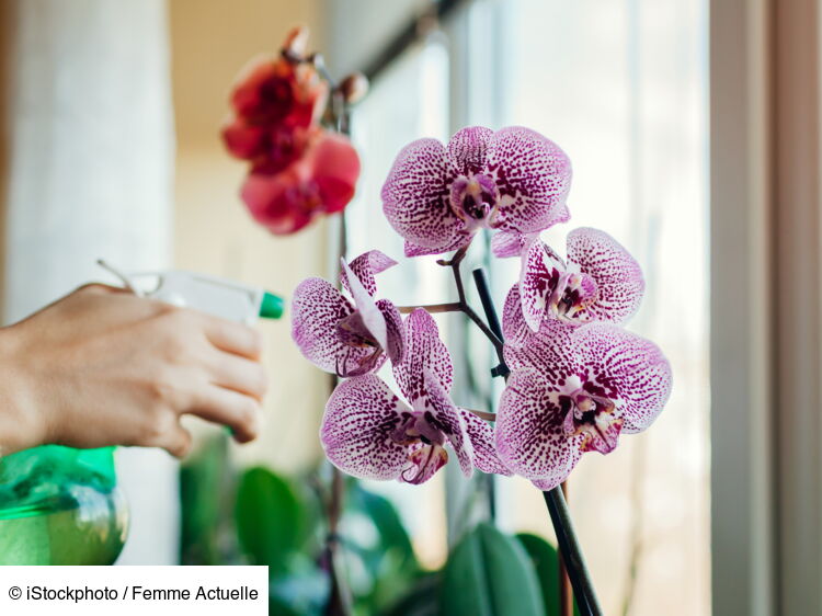 Comment arroser une orchidée dintérieur Femme Actuelle Le MAG