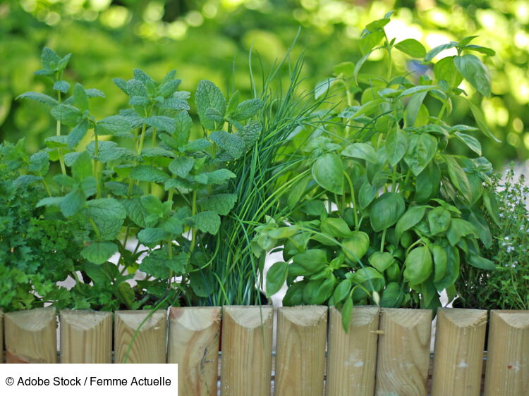 Menthe Basilic Ciboulette Les Herbes Aromatiques Donnent De La