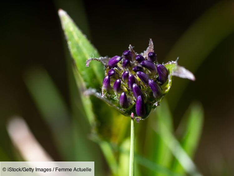 Lharpagophytum Griffe Du Diable Plante Miracle Contre Larthrose