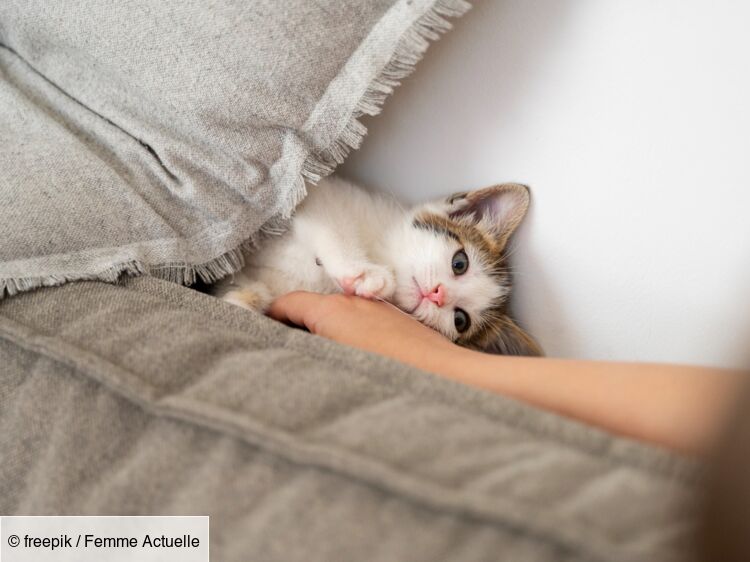 Quel budget prévoir pour adopter un chaton Femme Actuelle Le MAG