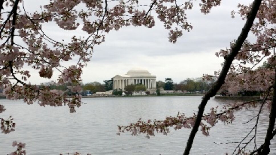 Washington sous les cerisiers