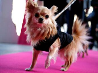 Solide Malgré Sa Petite Taille Le Chihuahua Le Plus