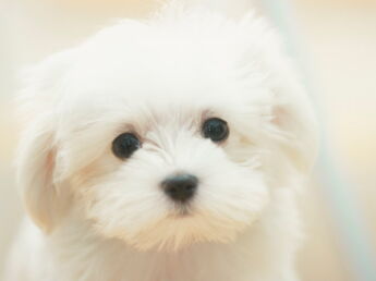 Le Bichon Maltais Un Chien Blanc Comme Neige Compagnon