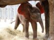 Zoo : les naissances de l'été en images