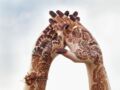 L'art du henné pour le mariage