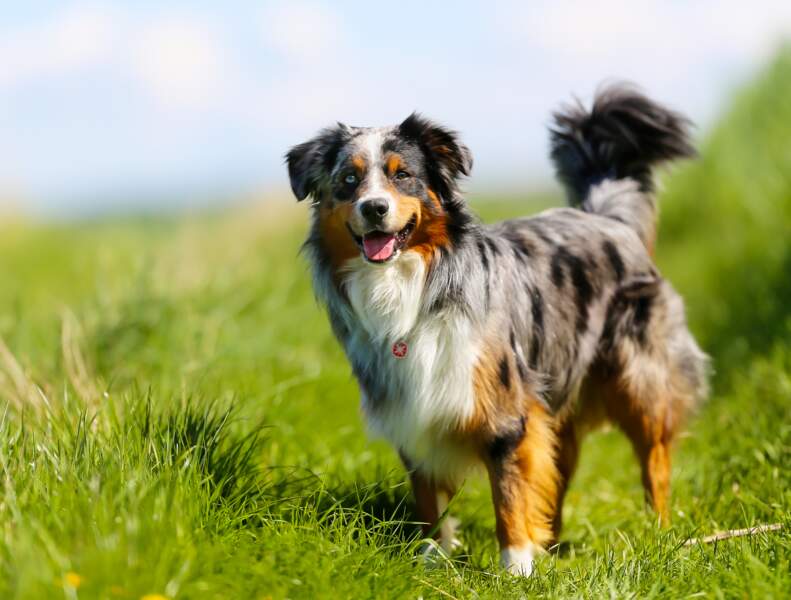 Top 10 Des Races De Chiens Préférées Des Français Femme