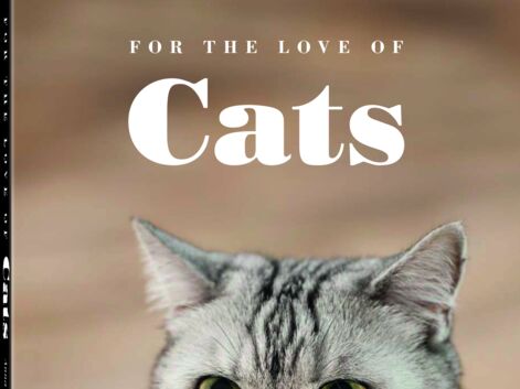 Un livre de photos chats trop mignons qui va vous faire fondre