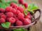 Fruit minceur : la framboise 30 kcal les 100g  