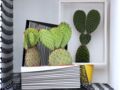 Cactus : un tableau vivant
