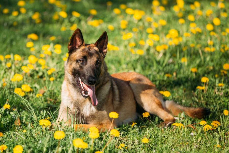 Top 10 Des Races De Chiens Préférées Des Français Femme