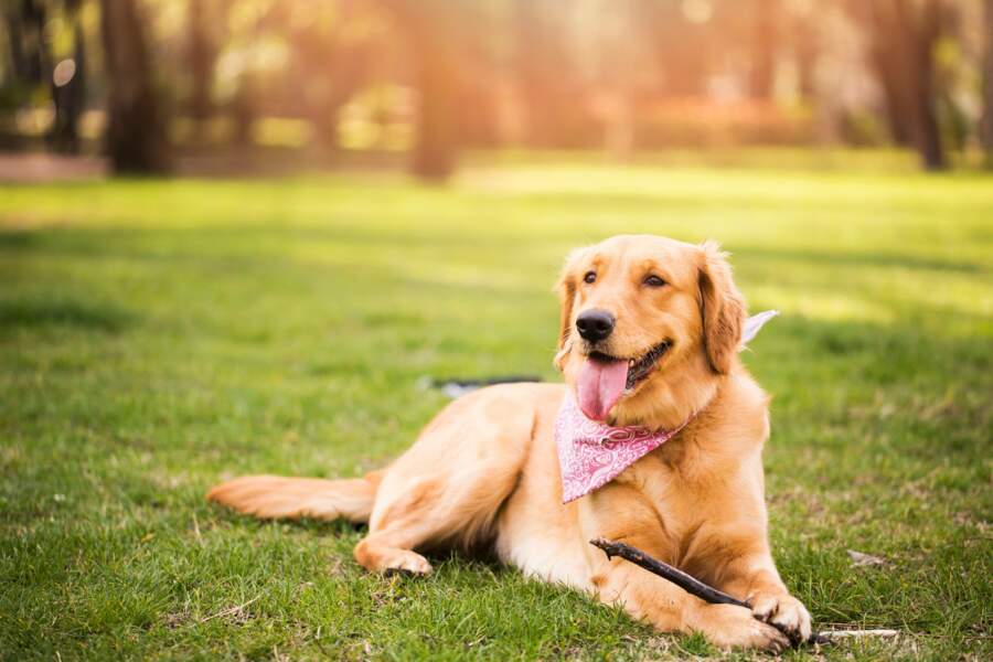 La Race De Chien La Plus Intelligente Les 10 races de chiens les plus intelligentes - Femme Actuelle