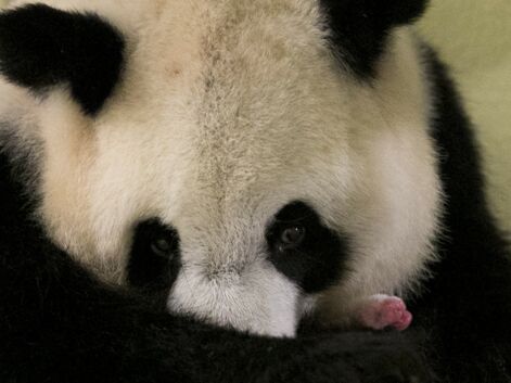 Le panda Yuan Meng : retour sur ses deux ans au ZooParc de Beauval