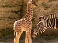 Les photos du girafon du Bioparc de Doué-la-Fontaine