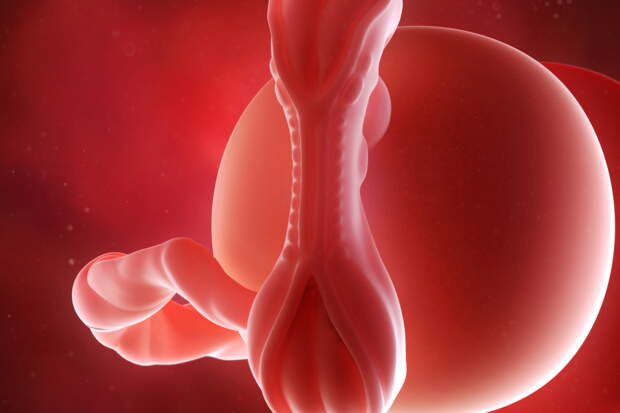 Grossesse L Evolution De Votre Bebe Semaine Par Semaine Femme Actuelle