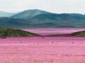 Le désert recouvert par des millions de fleurs