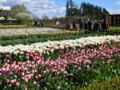 On assiste chaque année la floraison de plus de… 200 000 tulipes !
