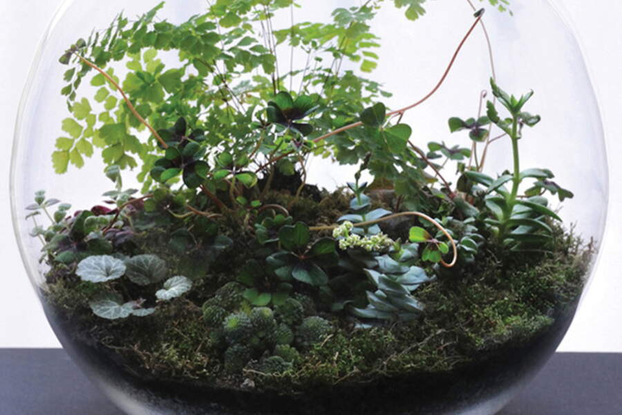 Un terrarium pour ma deco de salon Femme Actuelle
