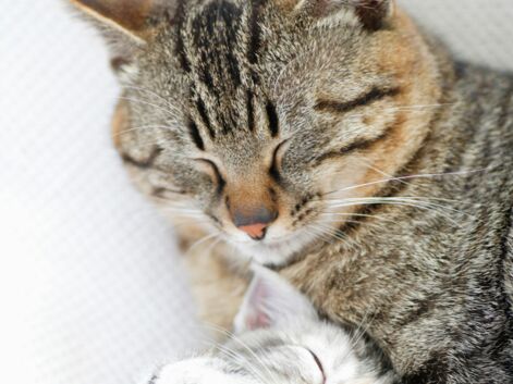 8 photos craquantes de chats dans les bras de Morphée