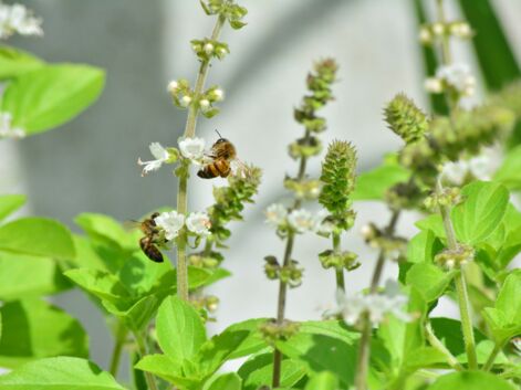 Abeilles : les plantes mellifères à cultiver pour nourrir les insectes pollinisateurs