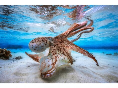 Les plus belles images du concours international de la photo sous-marine