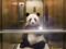 Le panda dans l'ascenseur