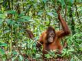 Les orang-outans figurent aussi sur la liste rouge de l'UICN