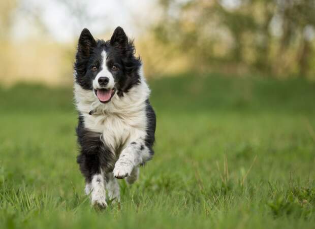 La Race De Chien La Plus Intelligente Les 10 races de chiens les plus intelligentes - Femme Actuelle