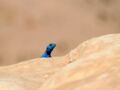 Lézard bleu à Petra