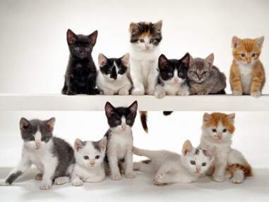 Walter Chandoha : les plus beaux clichés de chats du photographe animalier