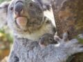 Ce bébé koala qui vient de voir le jour au zoo de Beauval ferait fondre un menhir