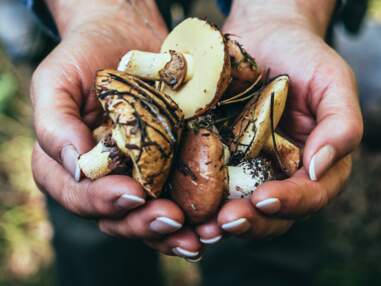 14 conseils pour cueillir et consommer des champignons en toute sécurité
