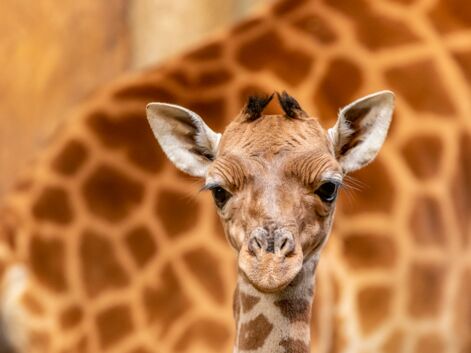 Naissance d’un bébé girafe en France