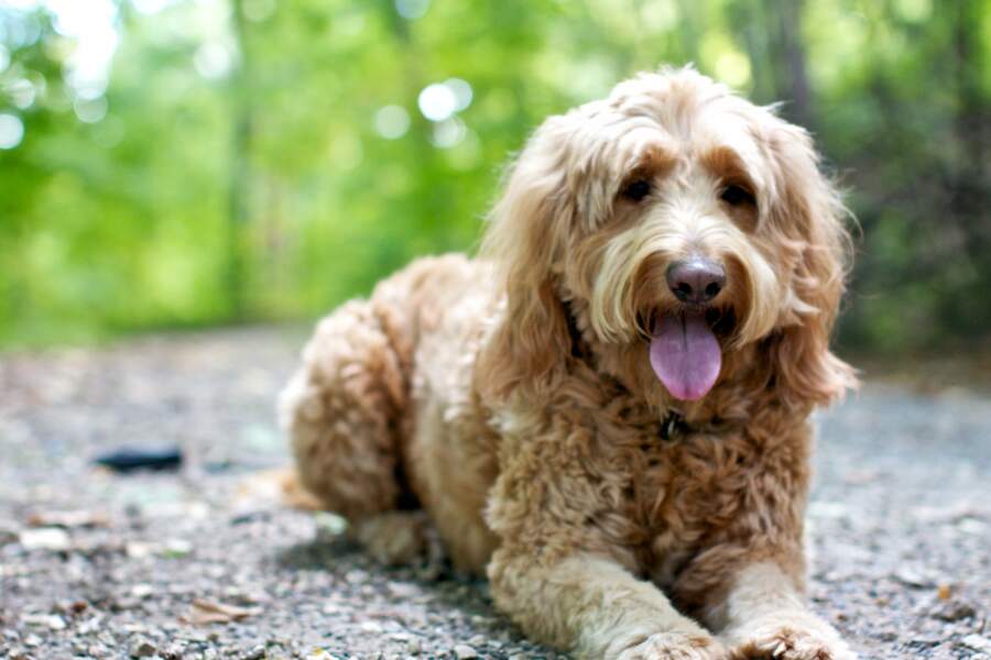 Les Races De Chien Gamm Vert