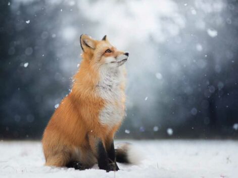 Freya the Fox : les magnifiques images d'une renarde apprivoisée