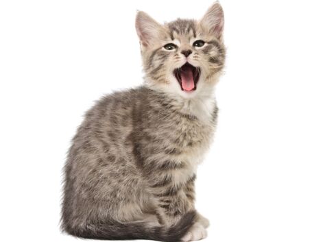Les chats et leurs drôles d'expression