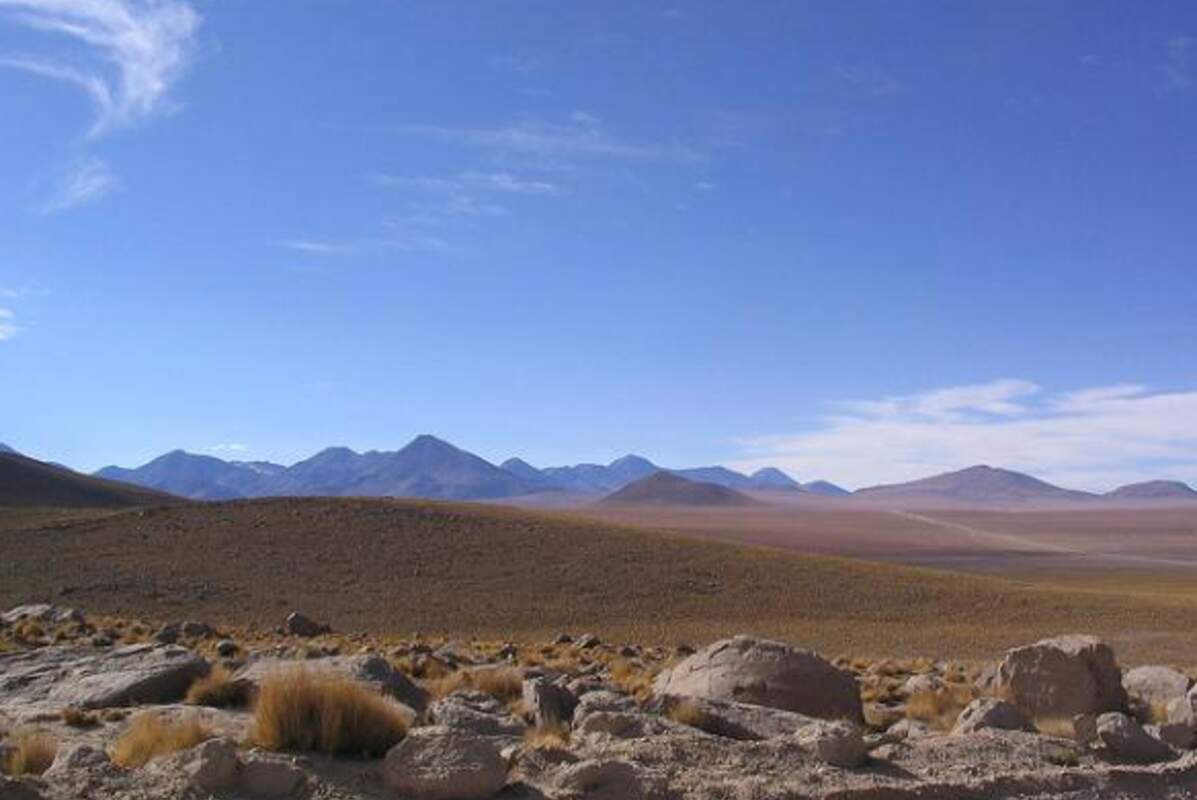 Quand le désert d'Atacama se recouvre de millions de fleurs