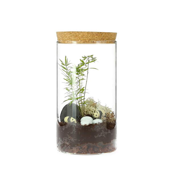Un terrarium pour ma deco de salon Femme Actuelle