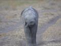 L'éléphanteau malicieux 
