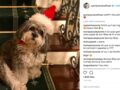 Sylvie Vartan fête Noël avec son chien adoré