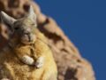Viscache, cordillère des Andes