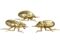 scarabées dorés