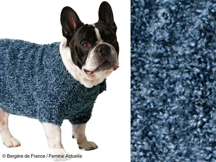 Modele pull chien tricot new arrivals