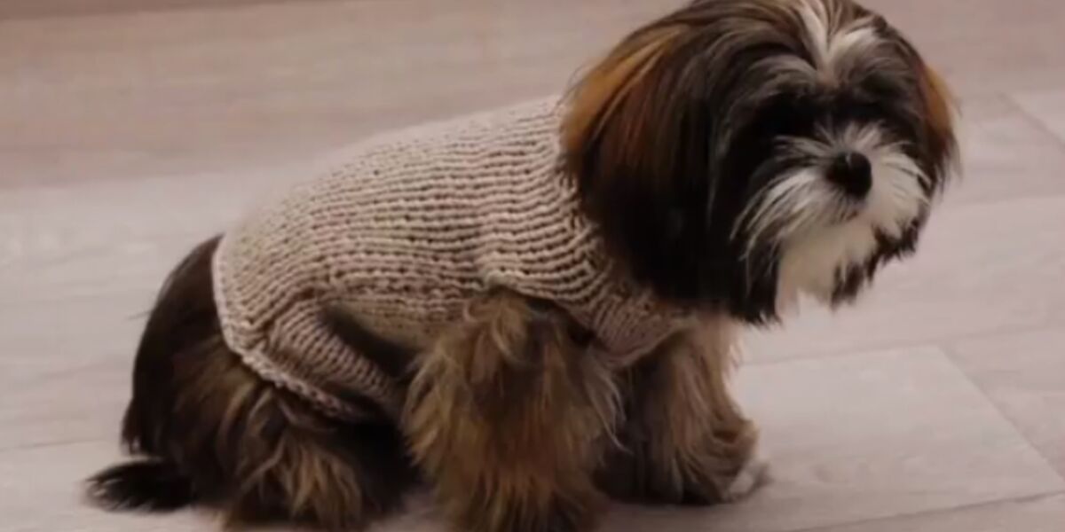 manteau en laine pour petit chien