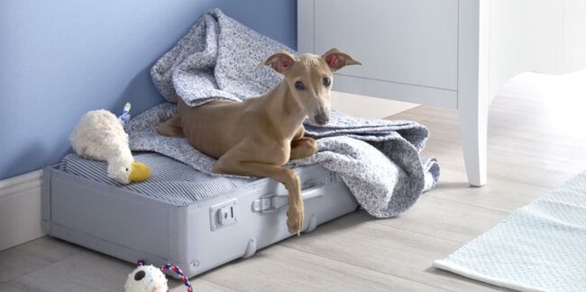 Facile : un panier pour chien dans une valise