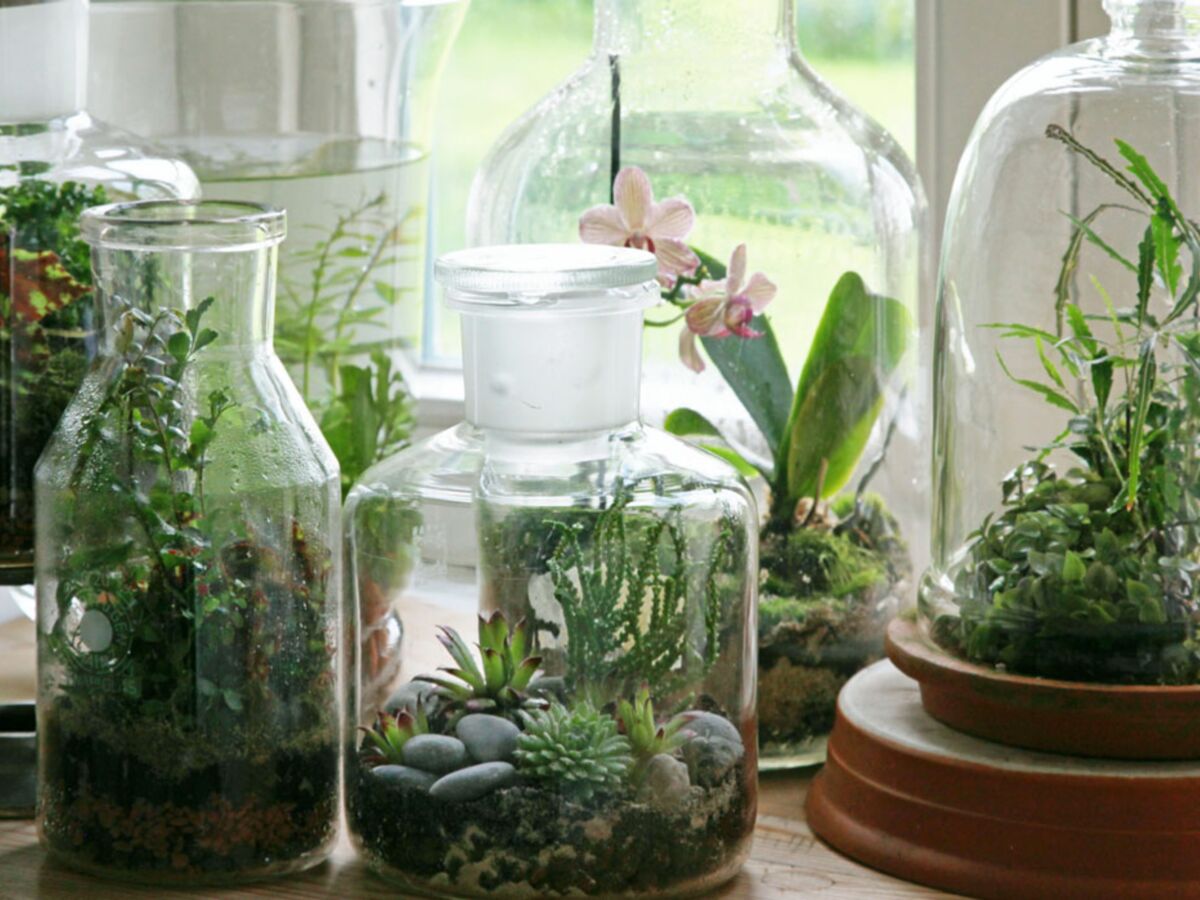 Un jardin miniature en bocal